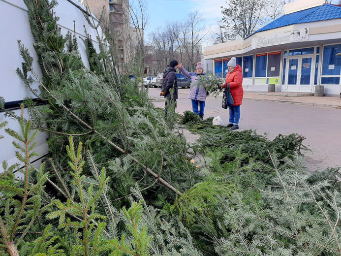 В Южному розпочався продаж ялинок